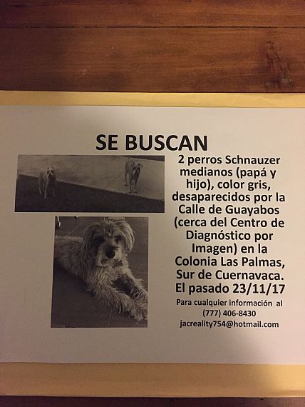 cartel de perro perdido
