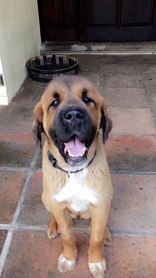 cartel de perro perdido