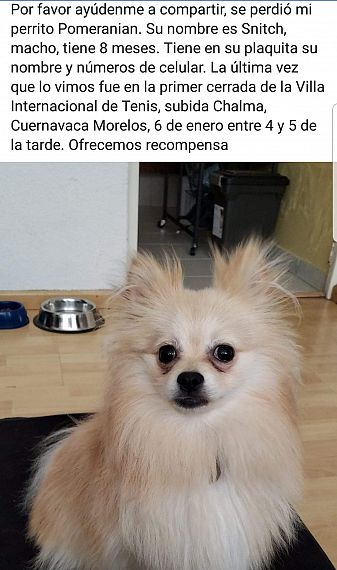 cartel de perro perdido