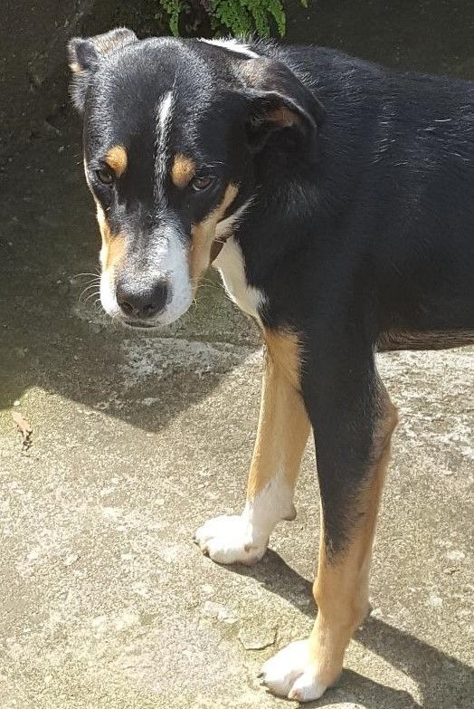 cartel de perro perdido