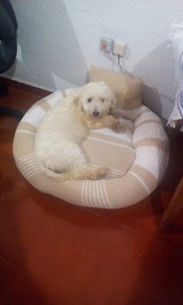 cartel de perro perdido