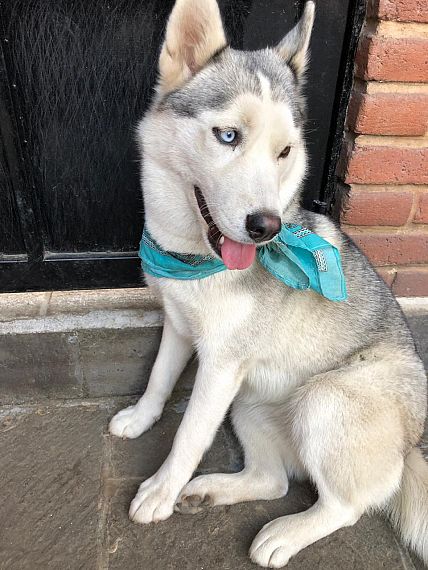 cartel de perro perdido