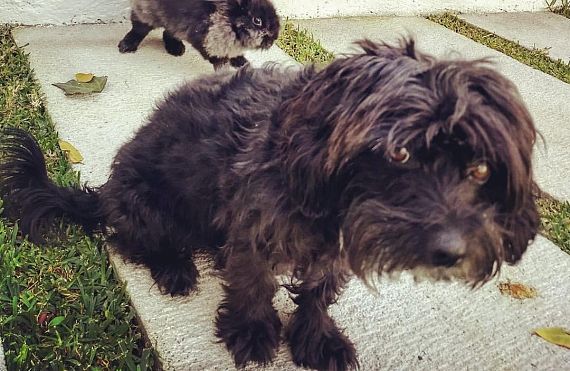 cartel de perro perdido