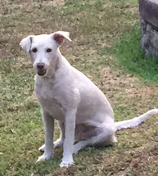 cartel de perro perdido