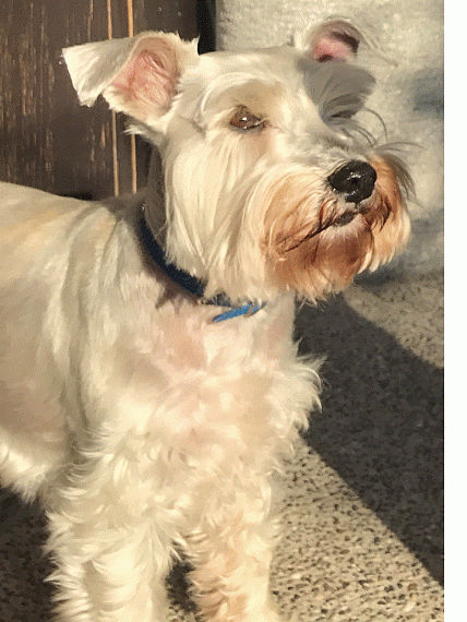 cartel de perro perdido