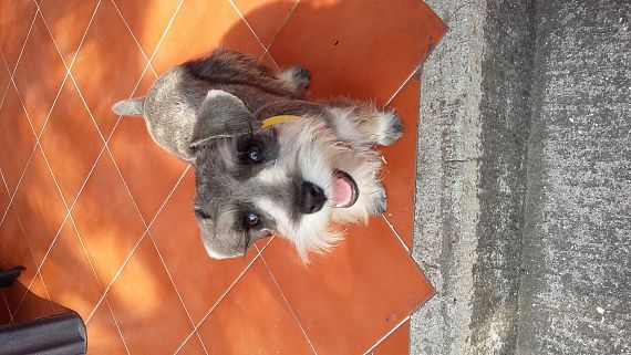 cartel de perro perdido