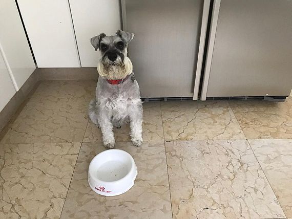 cartel de perro perdido