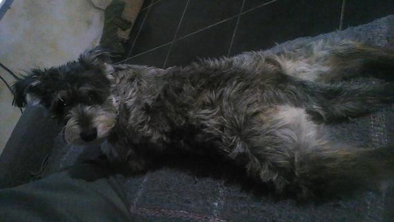 cartel de perro perdido