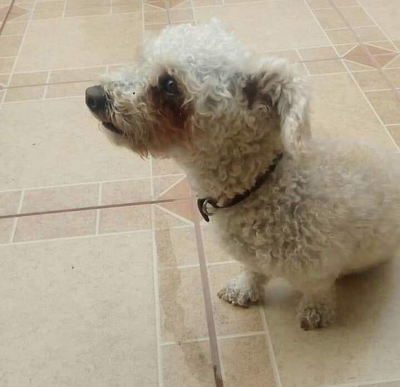 cartel de perro perdido