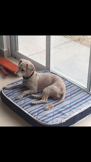 cartel de perro perdido