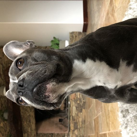 cartel de perro perdido