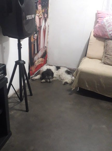 cartel de perro perdido