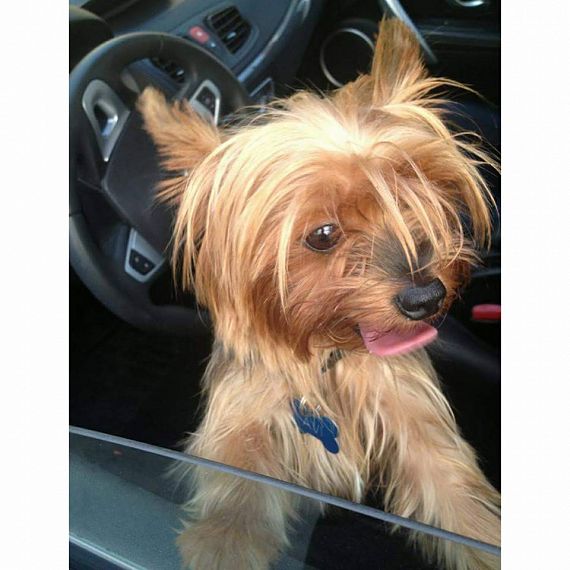 cartel de perro perdido