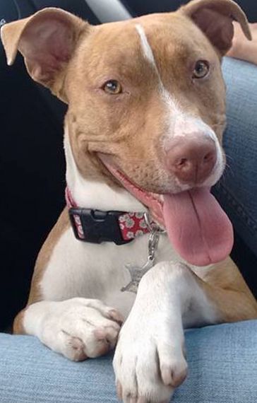 cartel de perro perdido