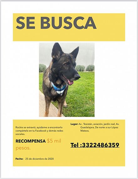 cartel de perro perdido