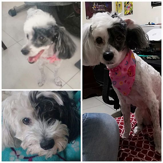 cartel de perro perdido