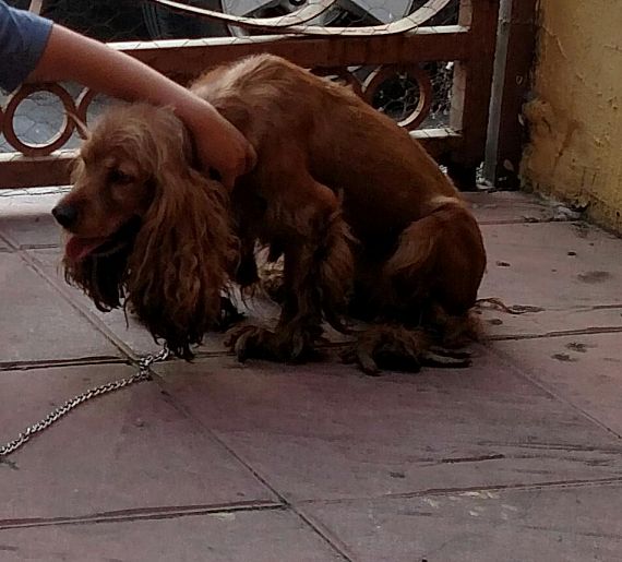 cartel de perro perdido