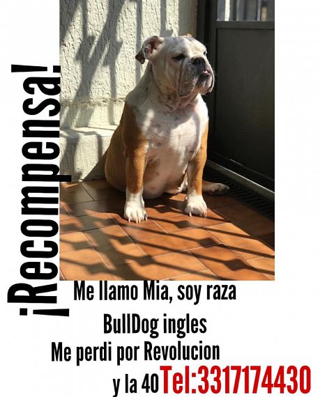 cartel de perro perdido