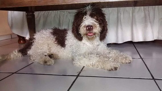 cartel de perro perdido