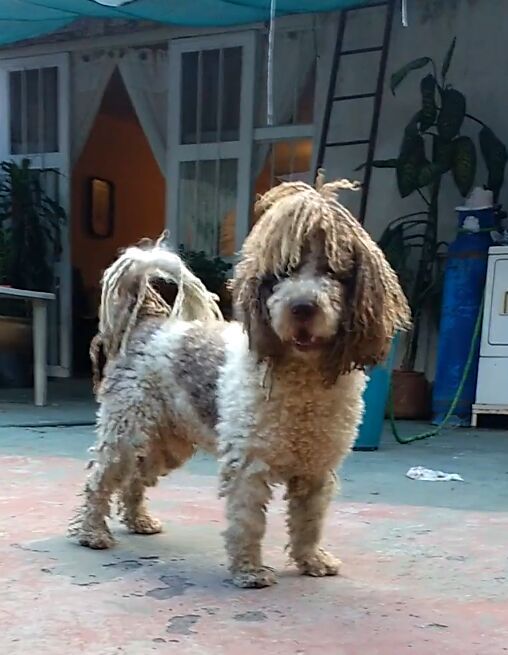 cartel de perro perdido