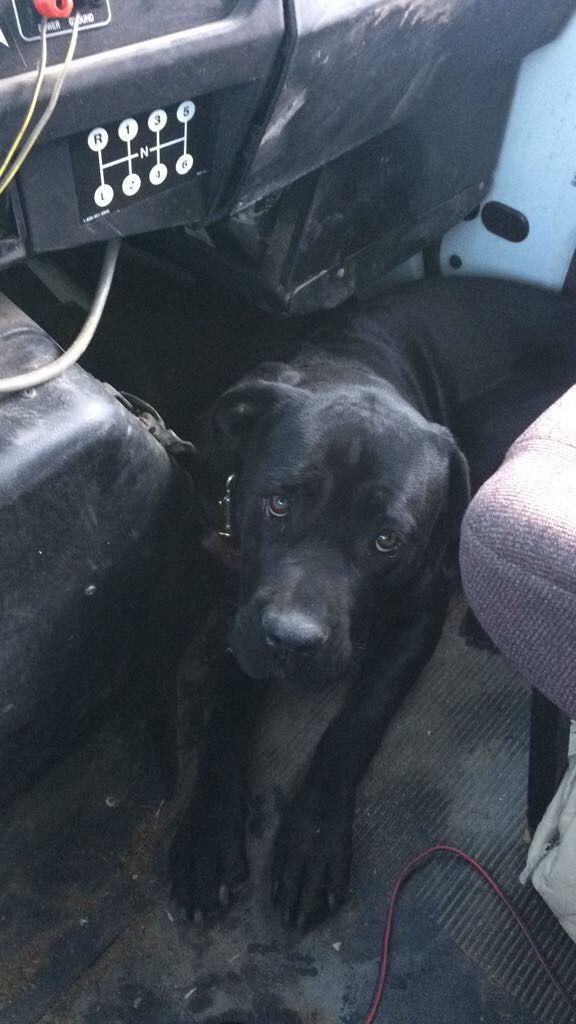 cartel de perro perdido