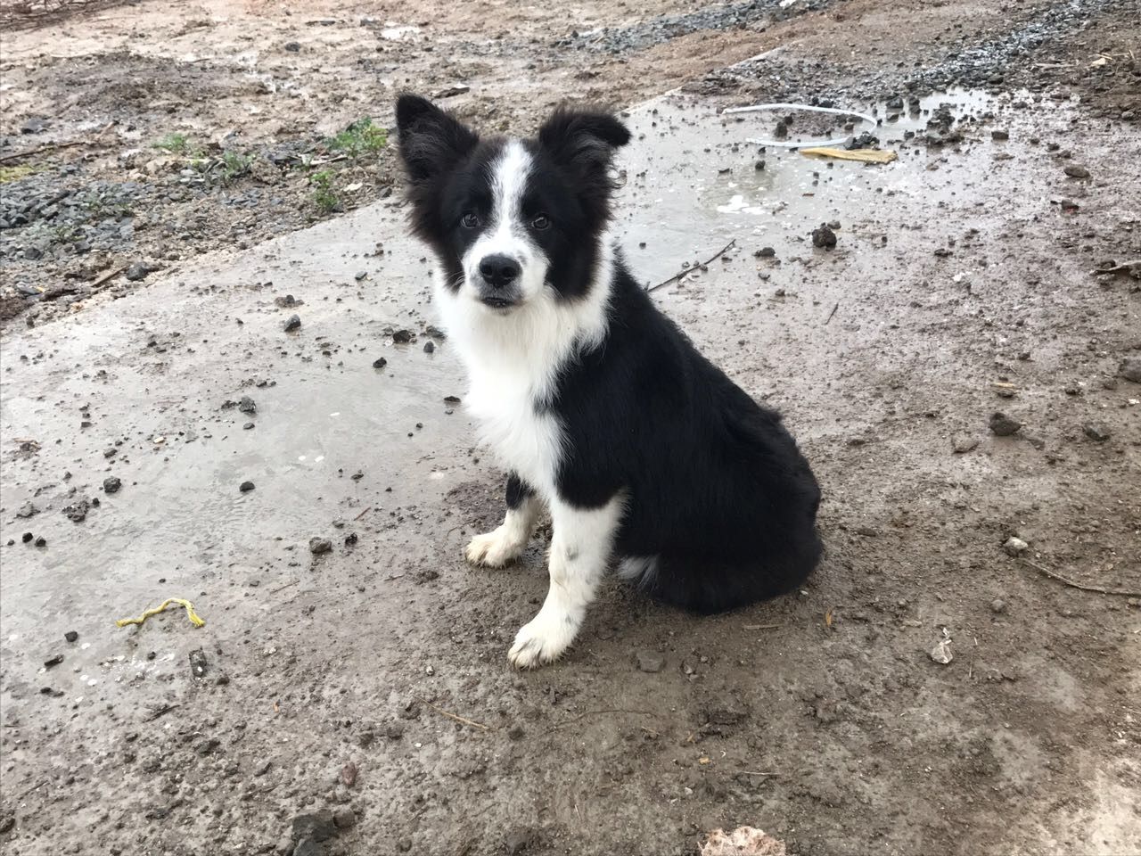 cartel de perro perdido