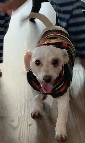 cartel de perro perdido