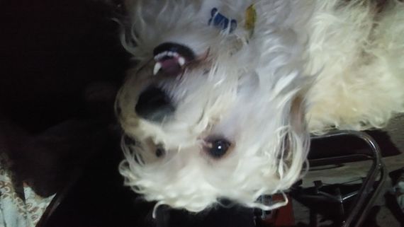 cartel de perro perdido