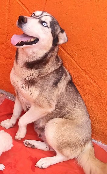 cartel de perro perdido