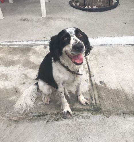 cartel de perro perdido