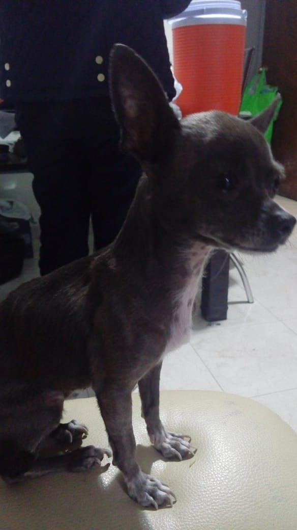 cartel de perro perdido