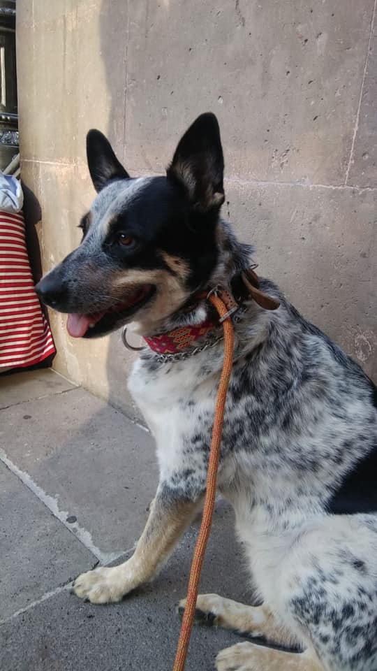 cartel de perro perdido