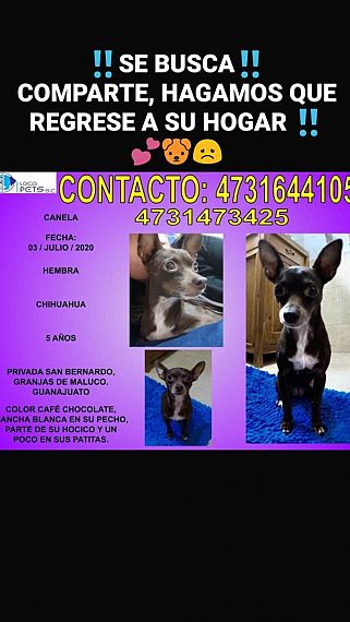cartel de perro perdido