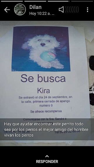 cartel de perro perdido