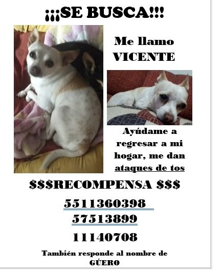 cartel de perro perdido