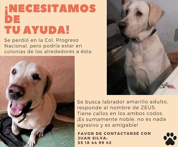 cartel de perro perdido