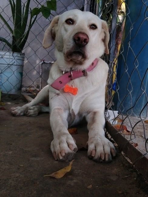 cartel de perro perdido