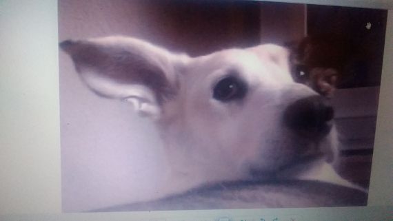 cartel de perro perdido