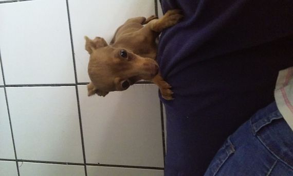 cartel de perro perdido