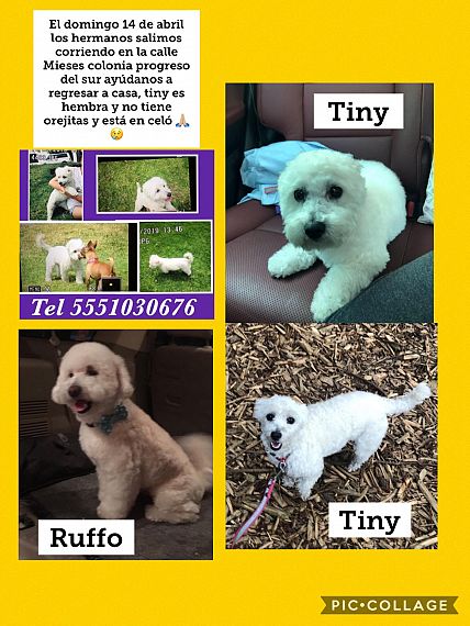 cartel de perro perdido