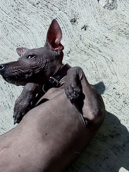 cartel de perro perdido