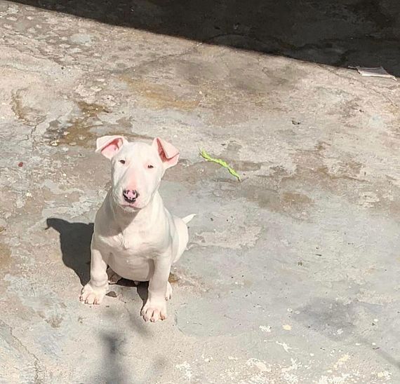 cartel de perro perdido