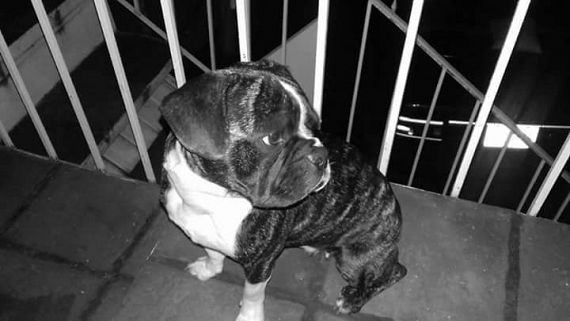 cartel de perro perdido