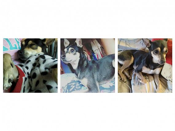 cartel de perro perdido