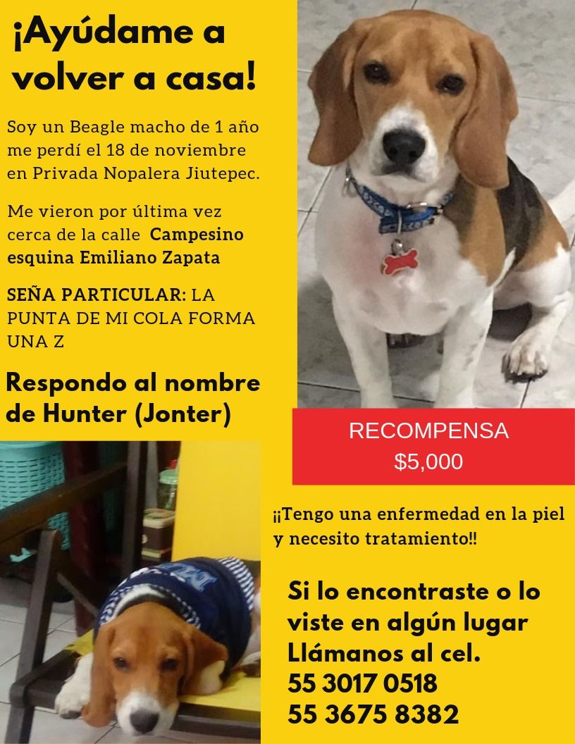 cartel de perro perdido