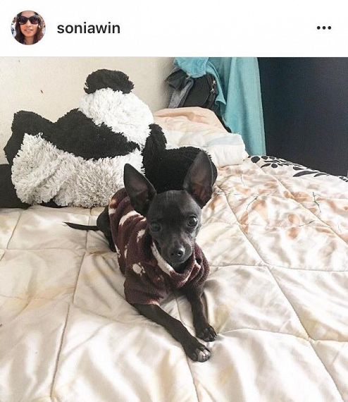 cartel de perro perdido