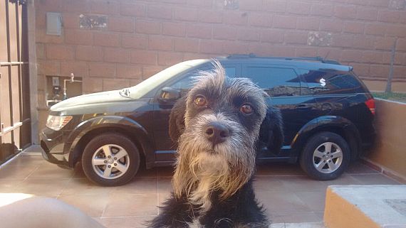 cartel de perro perdido