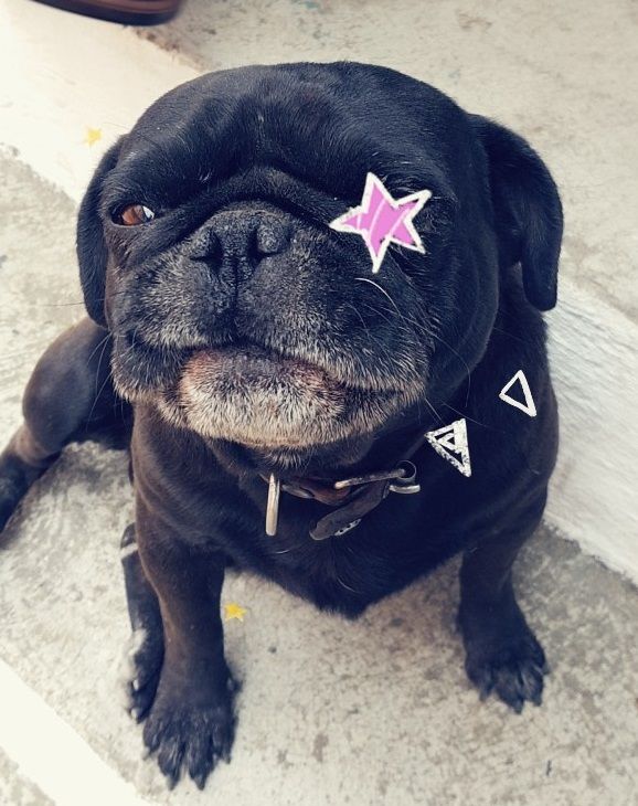 cartel de perro perdido