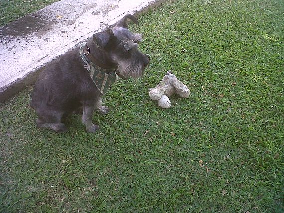cartel de perro perdido