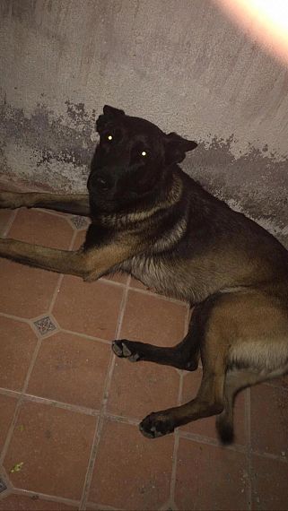 cartel de perro perdido